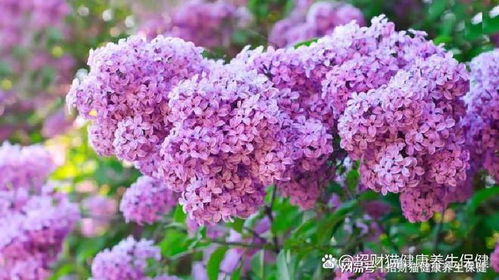  丁香花的功效与作用--第1张