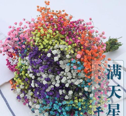  满天星的含义花语--第1张