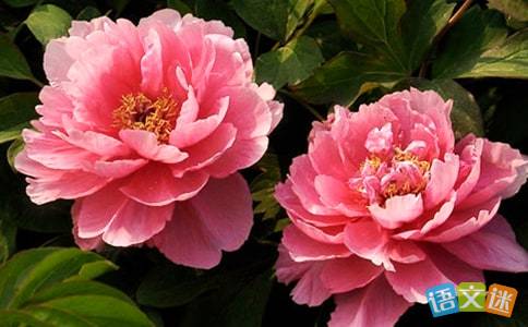  牡丹花的诗句优美句子，牡丹花之美，如诗如画--第1张