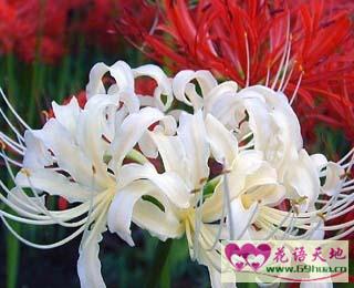  白色彼岸花的寓意与花语--第1张
