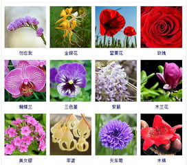  春天开的花图片大全及名字，春天盛开的花朵，美丽与名字的集合--第1张