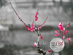  梅花的花语--第1张