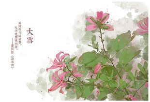  花之诗语--第1张