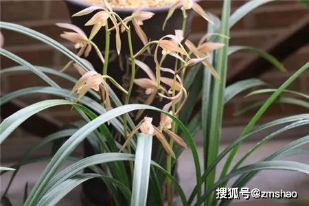 兰花品种大全及图片  兰花品种大全及图片--第1张