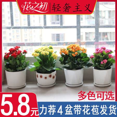 花卉植物大全  花卉植物大全，花卉植物大全，从入门到精通的植物世界--第1张