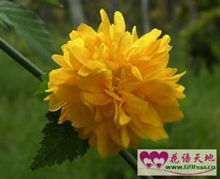 棣棠花的花语和寓意  棣棠花的花语和寓意--第1张