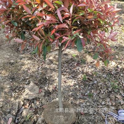 3米高红叶石楠树价格  3米高红叶石楠树价格，了解市场行情，选择优质树苗，3米高红叶石楠树市场价格及选择优质树苗的重要性--第1张