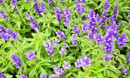 天蓝鼠尾草花期  天蓝鼠尾草花期--第1张