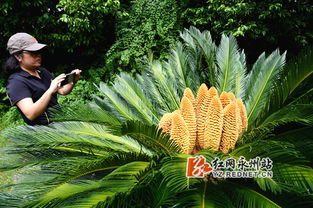 短剧铁树开花全集观看  短剧铁树开花全集观看，短剧铁树开花全集在线观看，奇迹发生--第1张