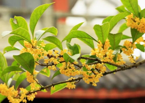 20公分桂花树最新价格  20公分桂花树最新价格--第1张