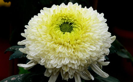 菊花有什么寓意  菊花，生命之花，寓意深远--第1张