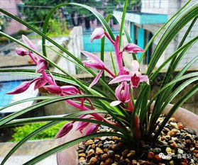 美冠兰是珍稀植物  美冠兰，珍稀植物的独特魅力--第1张