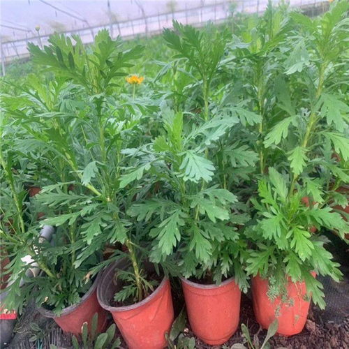 黄金菊价格  黄金菊价格趋势分析--第1张