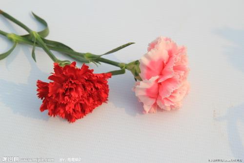 适合母亲节送什么花  适合母亲节送什么花--第1张
