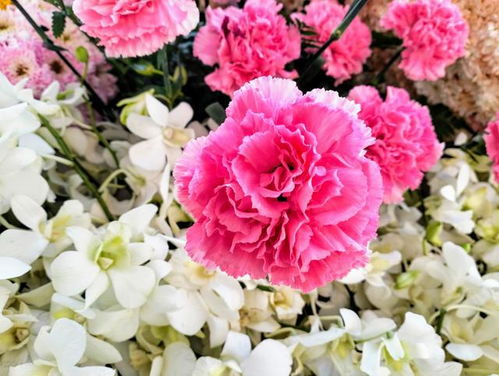 白色康乃馨的花语和寓意  白色康乃馨，花语与寓意的完美结合--第1张