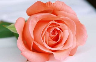 32朵玫瑰代表什么花语  ，32朵玫瑰代表的花语，爱的升华与永恒，32朵玫瑰，爱的升华与永恒--第1张