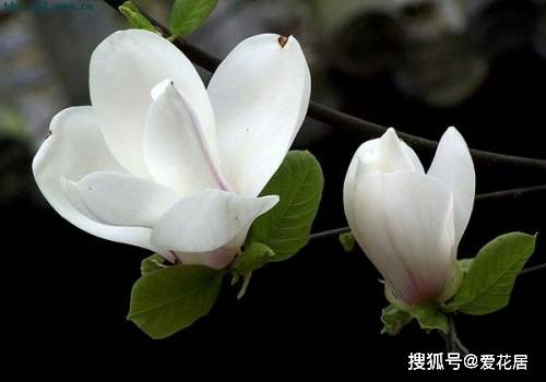白玉兰花语精神寓意  白玉兰花的寓意和精神，白玉兰花语的寓意，高洁、优雅、纯洁。--第1张