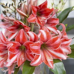 100种花卉的养殖方法  100种花卉的养殖方法，100种花卉的养殖技巧，从入门到精通--第1张
