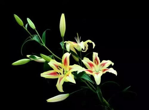 百合花开林清玄原文  ，百合花开林清玄原文，百合花开，林清玄原文欣赏--第1张