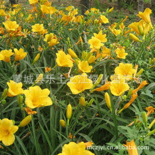 金娃娃萱草  金娃娃萱草--第1张