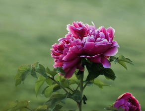 牡丹花花语  牡丹花花语——美丽、富贵、高雅的象征，牡丹花花语——美丽、富贵、高雅的花语之花--第1张