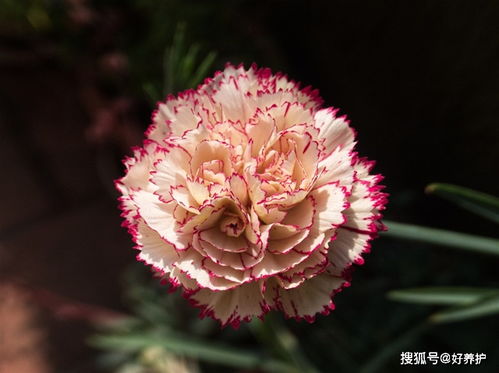 什么花的花语是对不起  什么花的花语是对不起--第1张