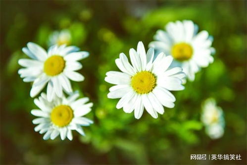 雏菊花语象征与寓意  雏菊花语象征与寓意，雏菊花语，清纯、纤细的爱，你爱我一生一世。--第1张