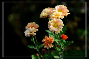 千头菊  千头菊，绚丽多彩的花海之源，绚丽多彩的花海之源的奥秘--第1张