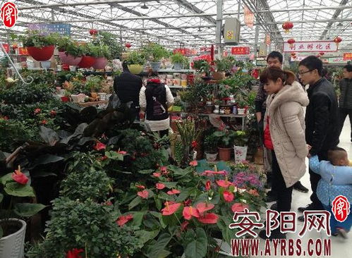 北京市花卉交易市场  北京市花卉交易市场的繁荣景象，从传统到现代的转变--第1张