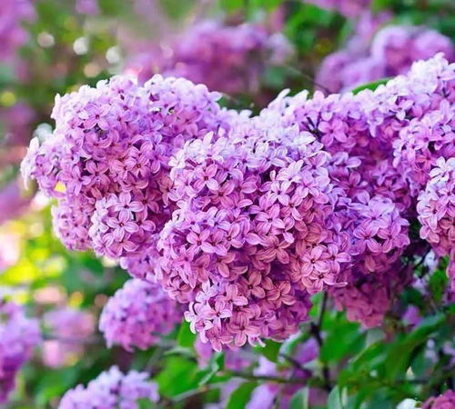 春天最常见的花  春天最常见的花--第1张