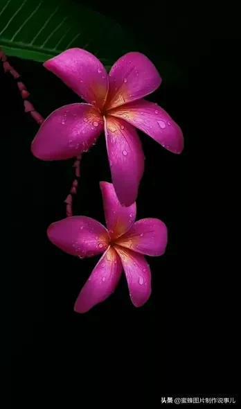 常见花卉图片  常见花卉图片大赏，带你领略万紫千红的花海世界，常见花卉图片，万紫千红的花海世界--第1张
