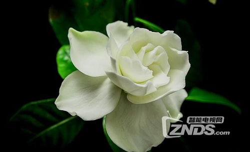 常见花卉图片大全  常见花卉图片大全，精选花卉种类与美丽绽放瞬间--第1张
