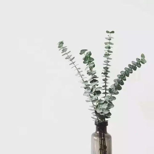 尤加利叶花语  尤加利叶的花语，坚韧、智慧与希望，尤加利叶的智慧与希望之花--第1张