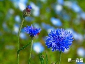 矢车菊怎么种  矢车菊怎么种--第1张