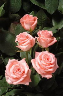 玫瑰花一般多少钱  玫瑰花，价格与美丽并存，玫瑰花的价格，美丽与价格的权衡--第1张