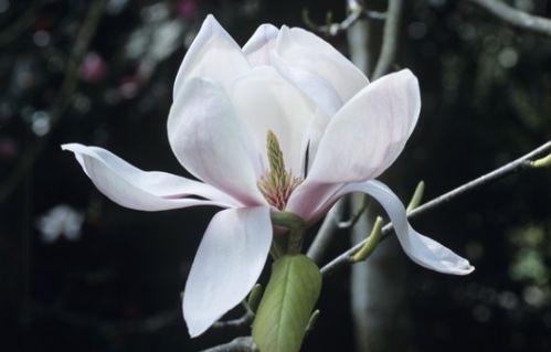 玉兰树什么时候移栽最好  玉兰树什么时候移栽最好，玉兰树移栽最佳时间，春季萌芽前和秋季落叶后--第1张