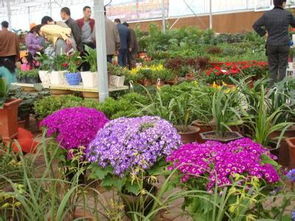 最近的花卉批发市场在哪里  最近的花卉批发市场在哪里？--第1张