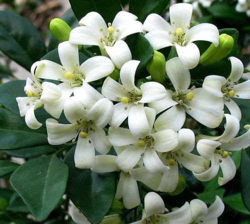 九里香花图片  九里香花图片欣赏，美丽绽放，芳香四溢，九里香花图片，美丽绽放，芳香四溢的视觉盛宴--第1张
