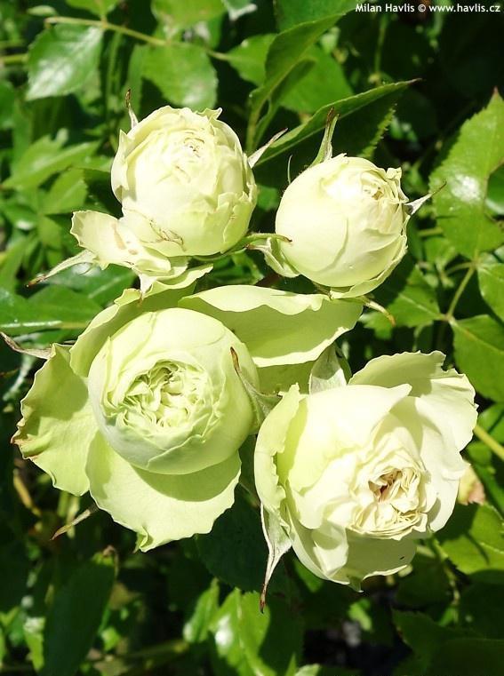 月季花施什么肥料最好  月季花施什么肥料最好--第1张