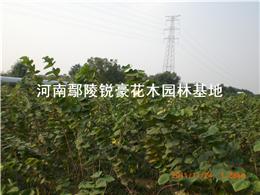 花木网苗木价格比较  花木网苗木价格比较--第1张