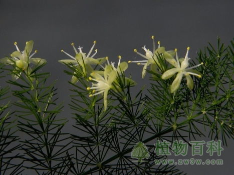 文竹开花图片欣赏  文竹开花图片欣赏，文竹开花美图赏析--第1张