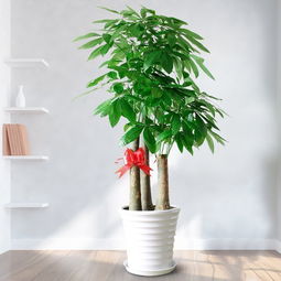 花卉绿植批发  花卉绿植批发市场，绿色生活的秘密武器，绿色秘密武器，花卉绿植批发市场--第1张