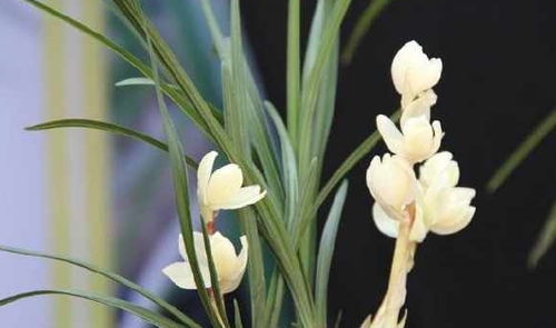 最贵兰花1500万  揭秘全球最贵兰花——价值高达1500万的瑰宝--第1张