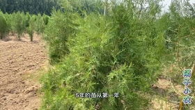 沙地柏是乔木还是灌木  沙地柏是乔木还是灌木--第1张