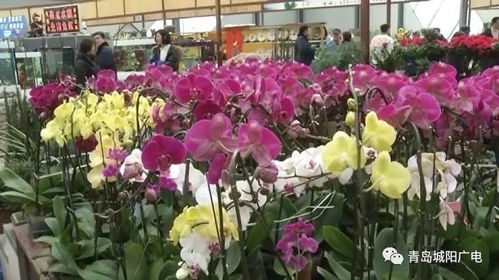 花卉批发市场  花卉批发市场，花卉交易的繁华之地--第1张