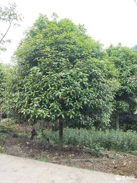 四季桂花树多少钱一棵  四季桂花树多少钱一棵，四季桂花树的价格是多少？--第1张