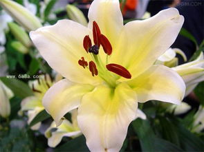 百合花的寓意都是啥呢  百合花的寓意都是啥呢--第1张