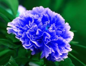牡丹花的介绍  牡丹花的介绍，牡丹花的美丽与文化内涵--第1张