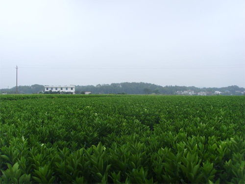西安苗木交易市场  西安苗木交易市场，绿色经济的繁荣与机遇，西安绿色苗木交易市场的繁荣与机遇--第1张
