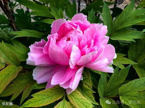 牡丹花为什么不能进家  牡丹花为什么不能进家--第1张